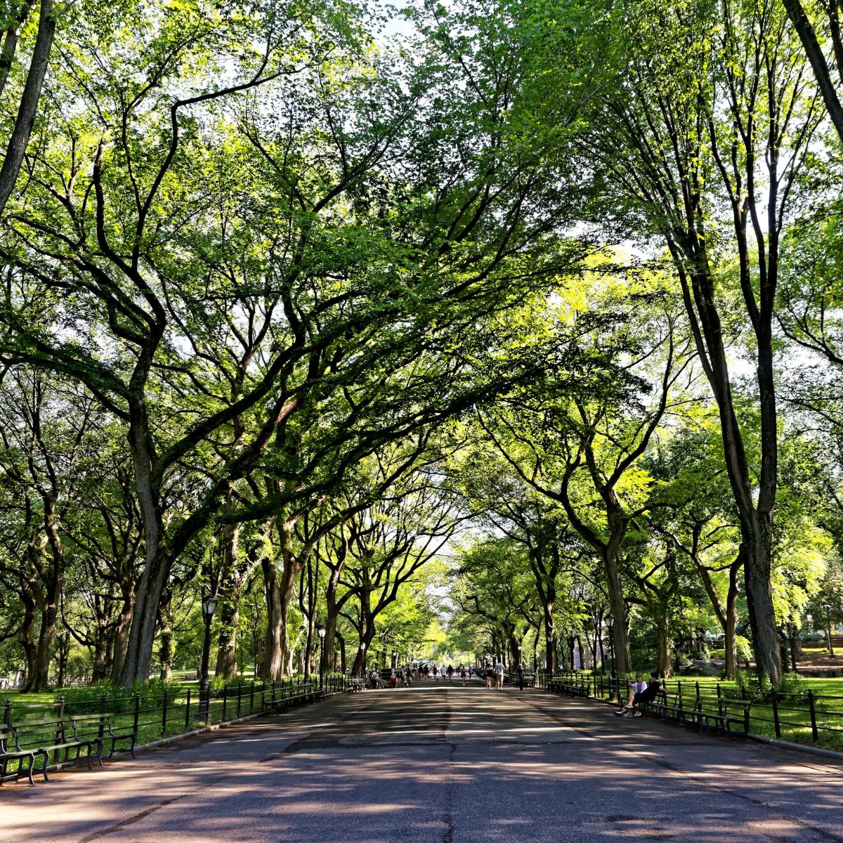 How to Host a Baby Shower in Central Park: A Complete Planning Guide